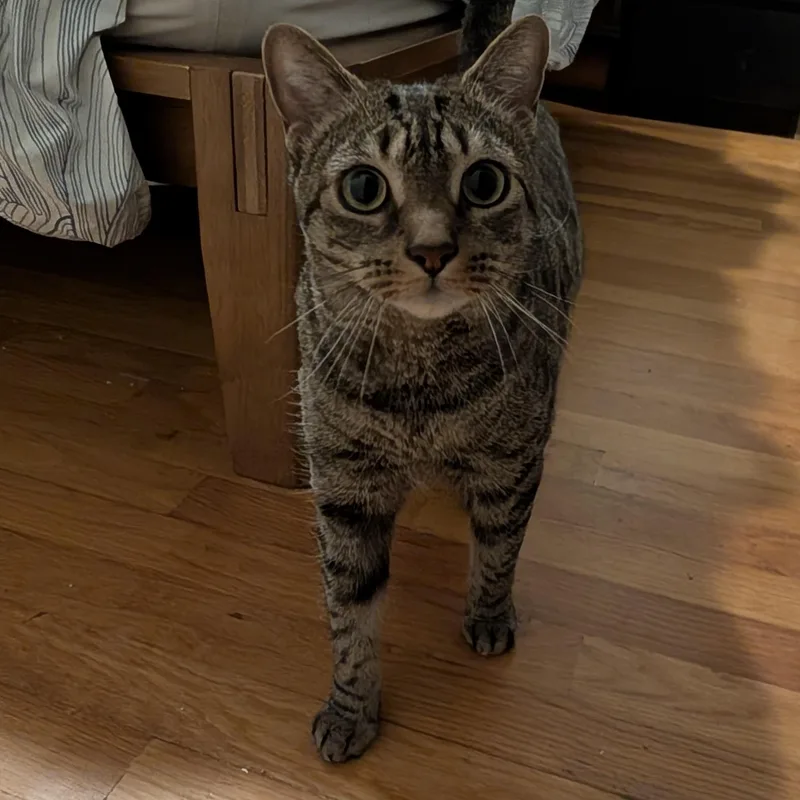 Minou  A Lap thumbnail 2