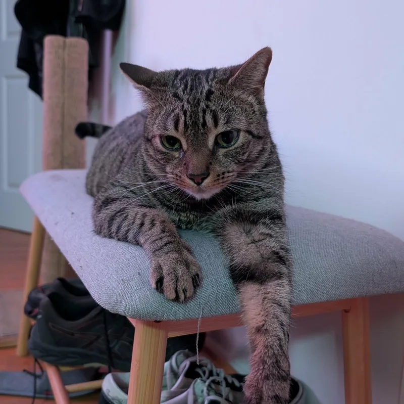 Minou  A Lap thumbnail 3