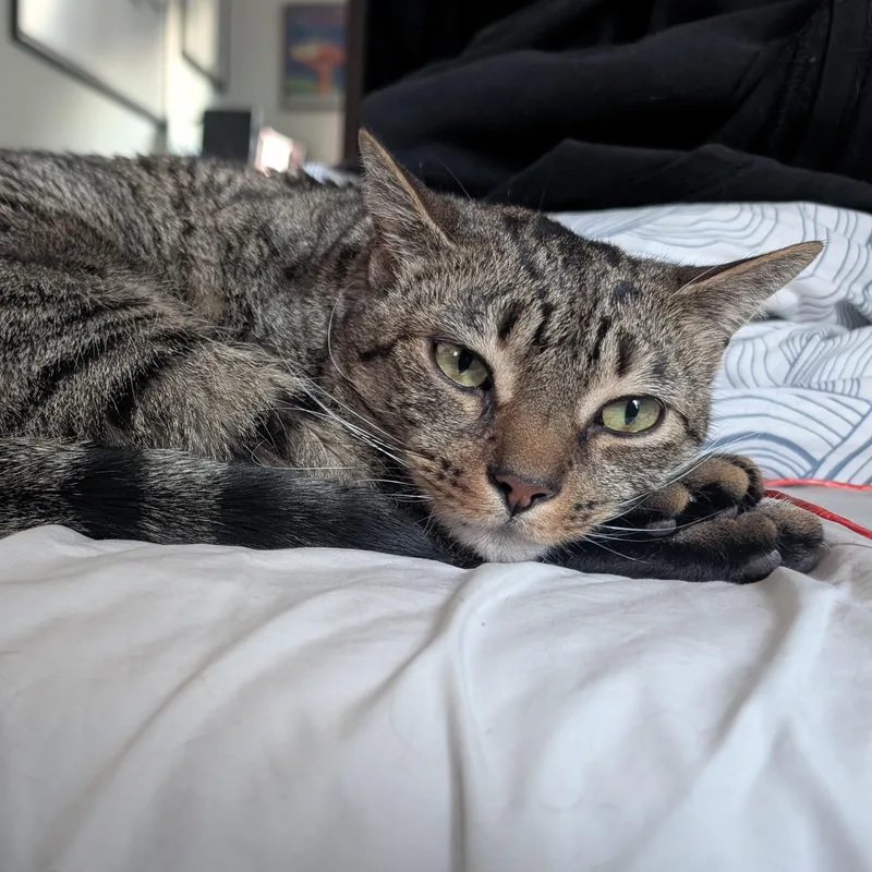 Minou  A Lap thumbnail 4