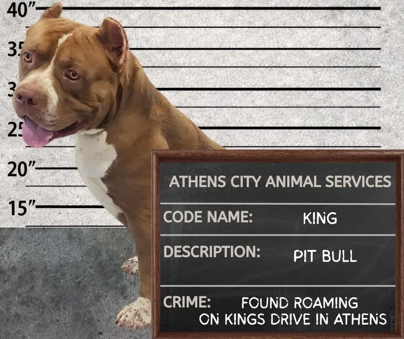 An adult medium-sized male Pit Bull Terrier dog named King for adoption in Athens, AL