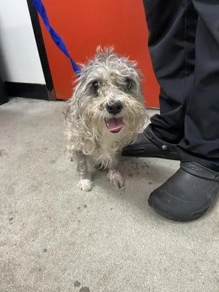 An adult small-sized female Mixed Breed dog named Marble for adoption in West Chester, PA
