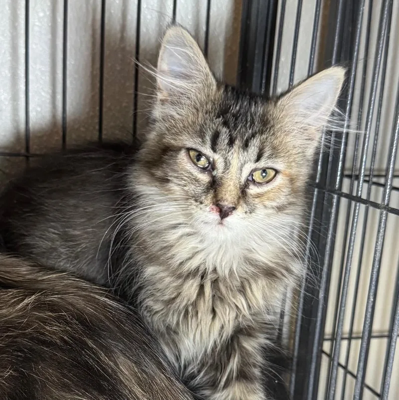 A baby medium-sized female Domestic Long Hair cat named Fizzy for adoption in Saginaw, MI