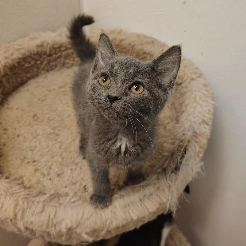 A young small-sized male Gray / Blue / Silver Domestic Short Hair cat named Egg Roll for adoption in Indiana, PA