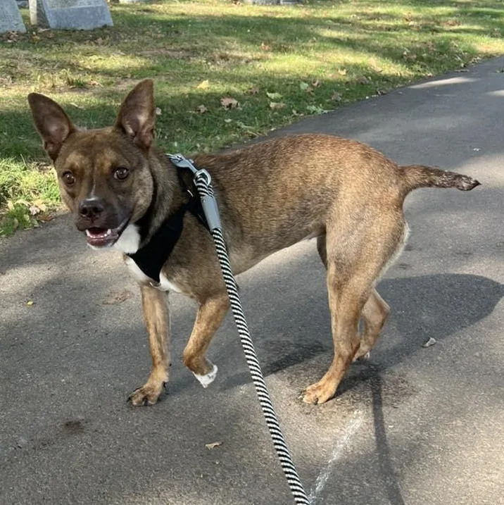 Cinnamon thumbnail 2