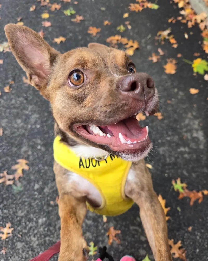 Cinnamon thumbnail 4