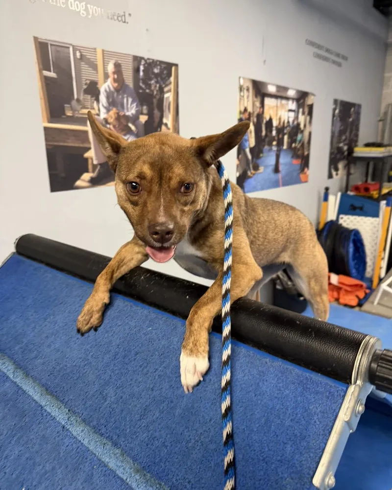 Cinnamon thumbnail 5