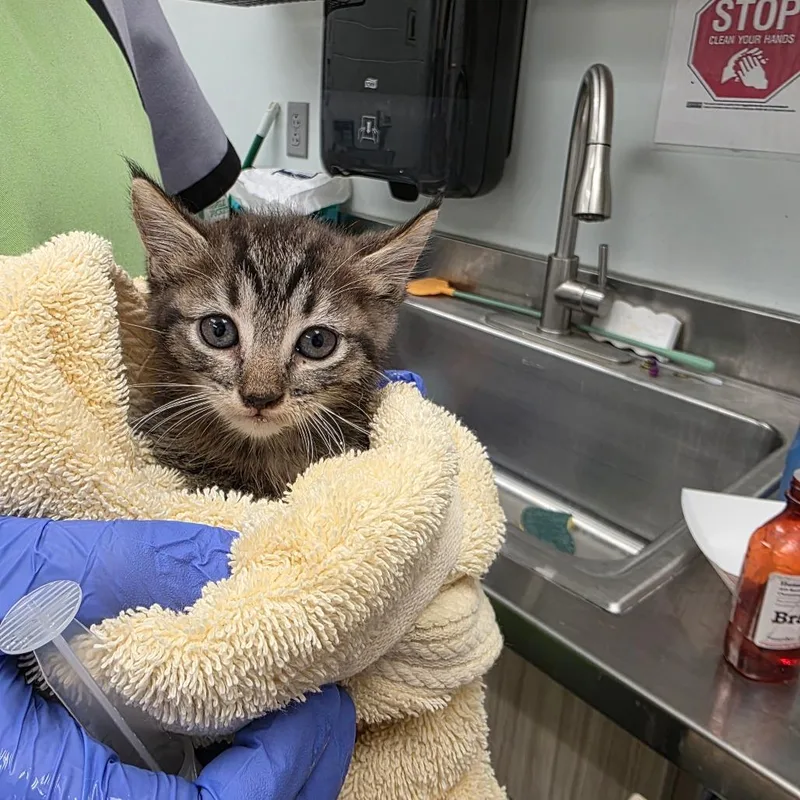 A baby small-sized female Brown / Chocolate Domestic Short Hair cat named Barbie for adoption in Chattanooga, TN