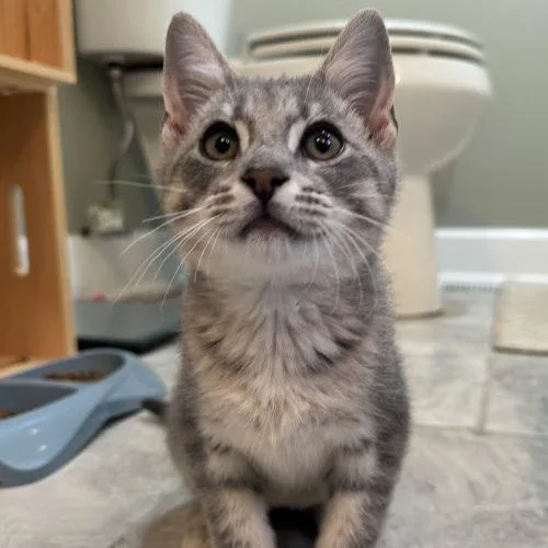 A baby small-sized male Gray / Blue / Silver Tabby cat named Banzai for adoption in Knoxville, TN