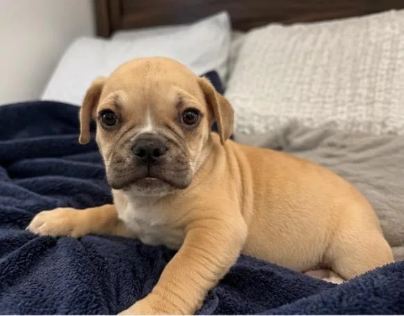 A baby small-sized male French Bulldog dog named Jones for adoption in Corona, CA