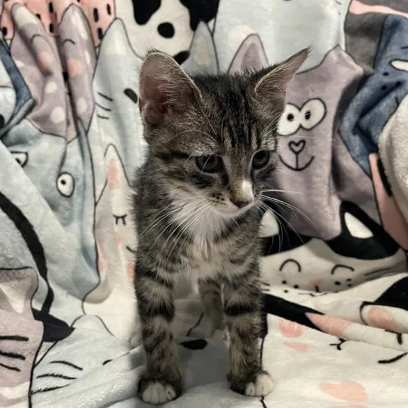 A baby small-sized male Tabby (Buff / Tan / Fawn) Domestic Short Hair cat named Mira for adoption in Bentonville, AR
