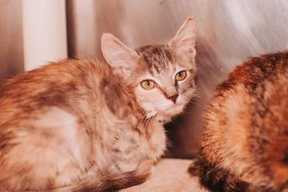 A young small-sized female Domestic Short Hair cat named A Jello for adoption in North Charleston, SC