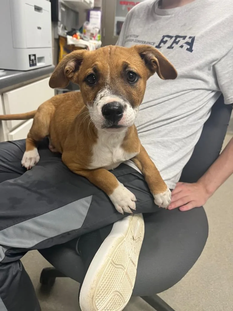 A baby medium-sized female Terrier dog named Lilly Ann for adoption in Hopkinsville, KY