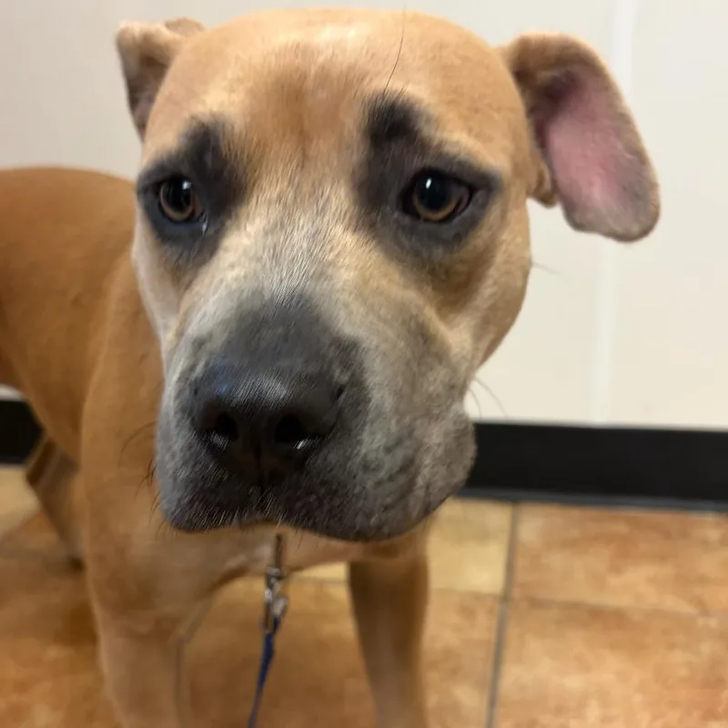An adult medium-sized female Yellow / Tan / Blond / Fawn Pit Bull Terrier dog named FWT SurabiSaddy for adoption in Midland, TX