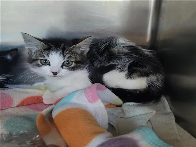 A baby small-sized female Domestic Short Hair cat named Janice for adoption in Los Angeles, CA