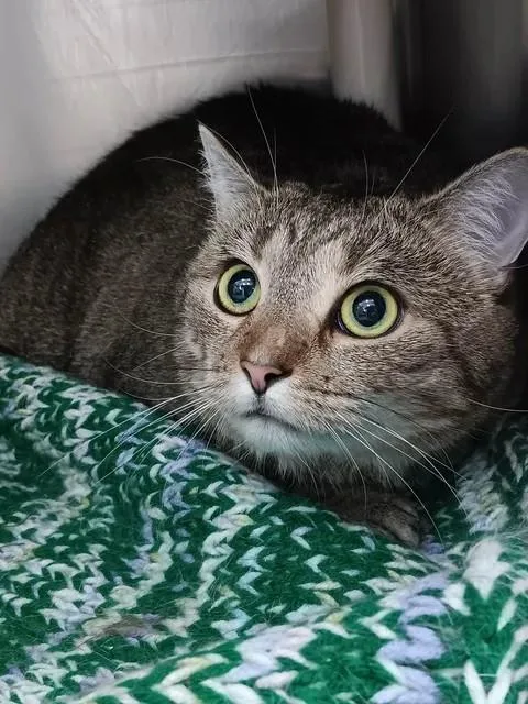 An adult large-sized female Tabby (Brown / Chocolate) Domestic Short Hair cat named Cordon Bleu for adoption in Winthrop, ME