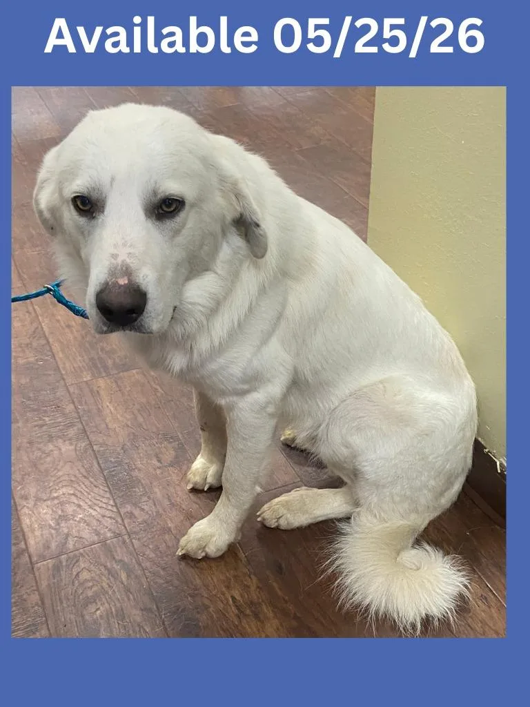 A young large-sized male Great Pyrenees dog named Dog Kennel for adoption in Greenville, TX