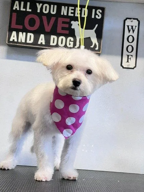 A young medium-sized female Maltese dog named Paloma for adoption in Katy, TX