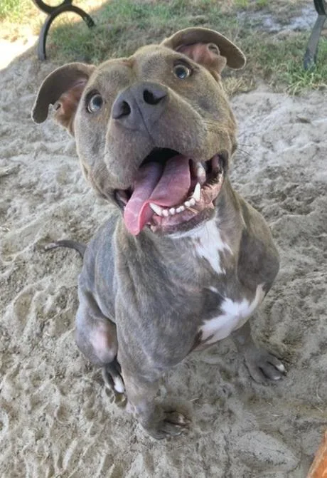 An adult medium-sized female Gray / Blue / Silver Pit Bull Terrier dog named Luna for adoption in Manning, SC