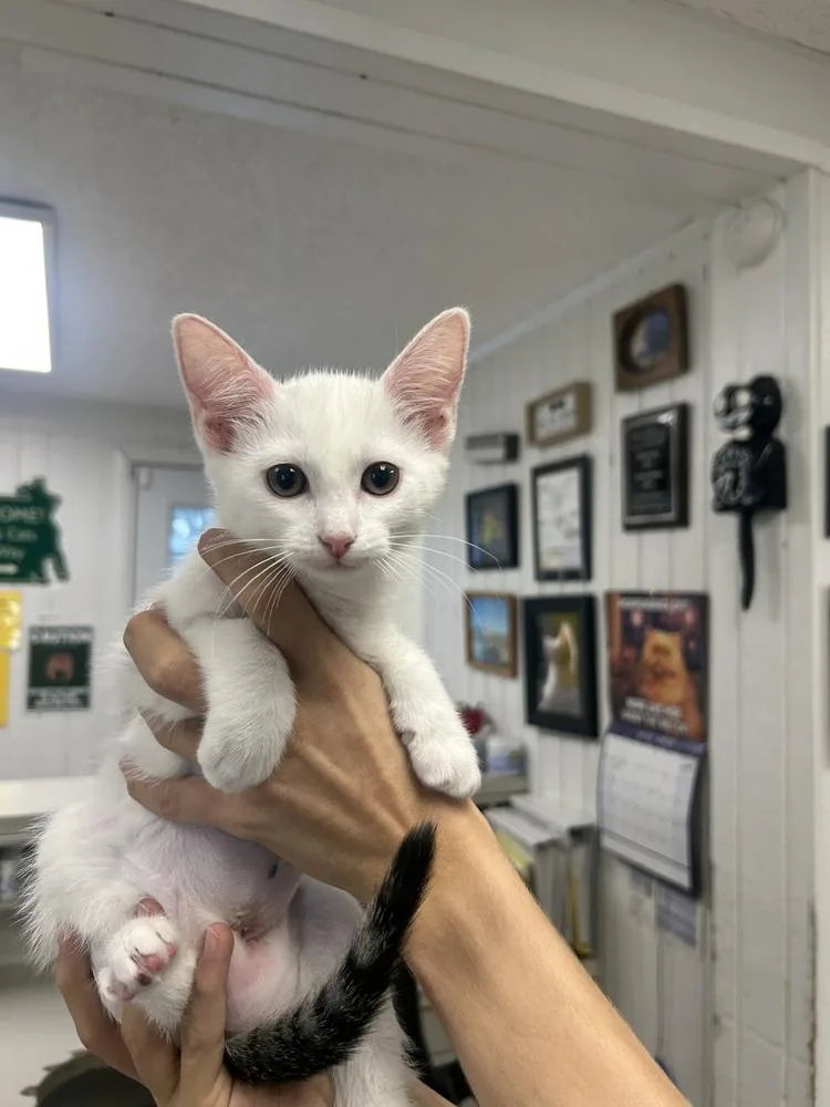 A baby small-sized female Black & White / Tuxedo Domestic Short Hair cat named Star for adoption in Ontario, CA
