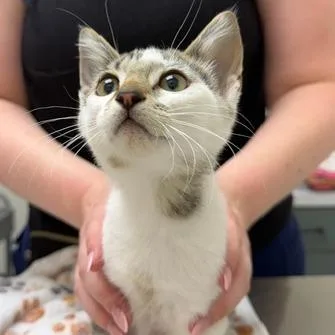 A baby small-sized male Brown / Chocolate Domestic Short Hair cat named Nick for adoption in Chaska, MN