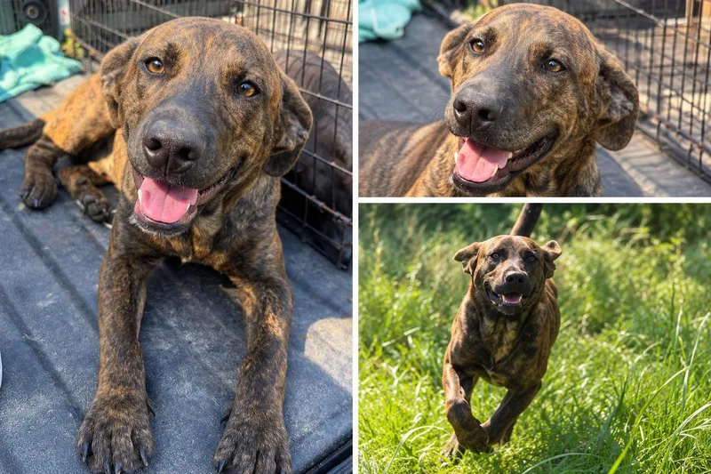A baby medium-sized male Labrador Retriever dog named Lunchbox for adoption in Kiln, MS