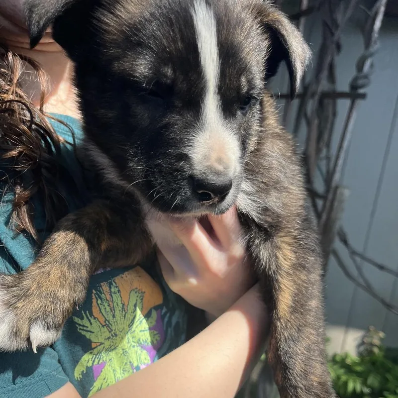 A baby small-sized male Brindle Shepherd dog named Gus for adoption in Ashland, OR
