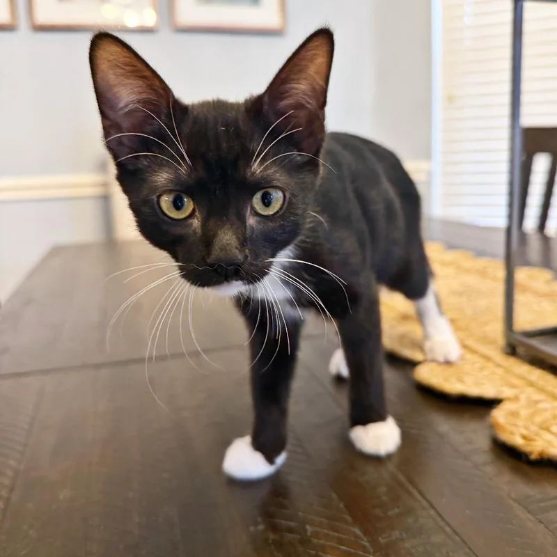 A baby small-sized female Black Domestic Short Hair cat named Alexis for adoption in Flower Mound, TX