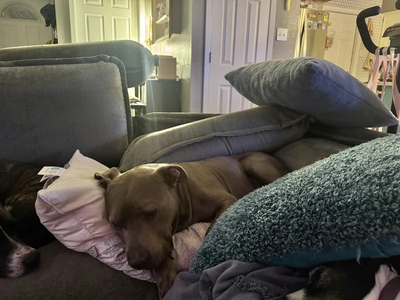 Hamilton thumbnail 5