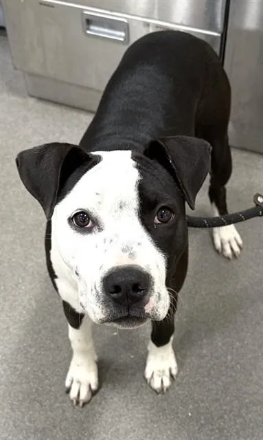 A baby medium-sized female Pit Bull Terrier dog named Daisy for adoption in Upper Marlboro, MD
