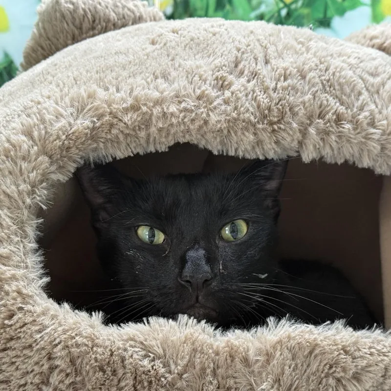 An adult large-sized male Domestic Short Hair cat named Loukas for adoption in Nashville, TN