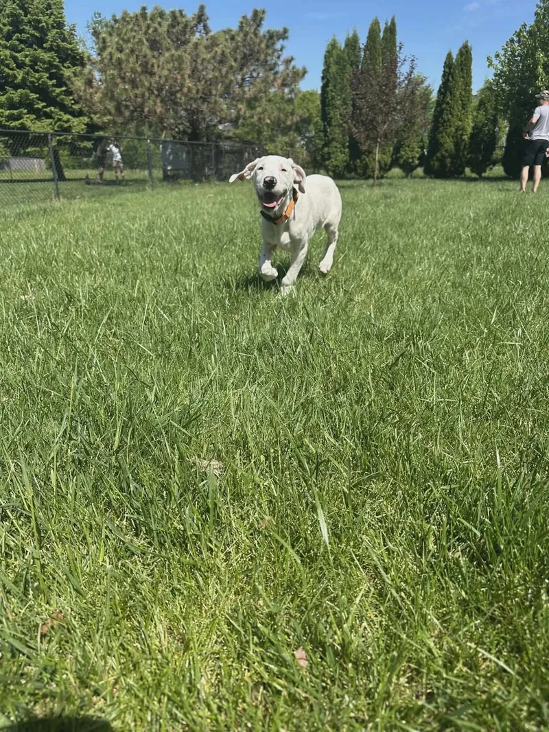 A young medium-sized male White / Cream Pit Bull Terrier dog named Kyle for adoption in Minneapolis, MN