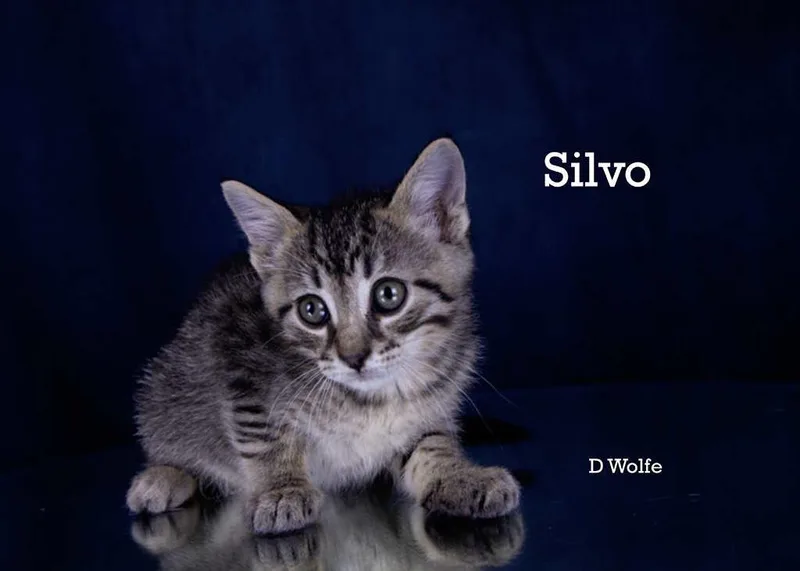 A baby medium-sized male Tabby (Gray / Blue / Silver) Tabby cat named Silvo for adoption in York, NE