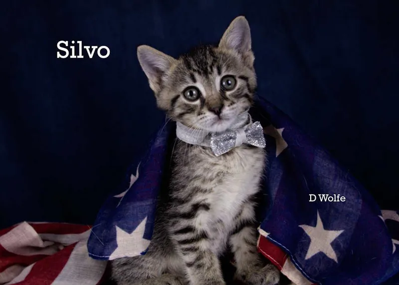 Silvo thumbnail 2