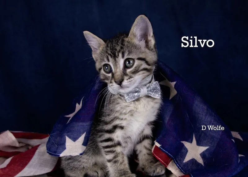 Silvo thumbnail 3