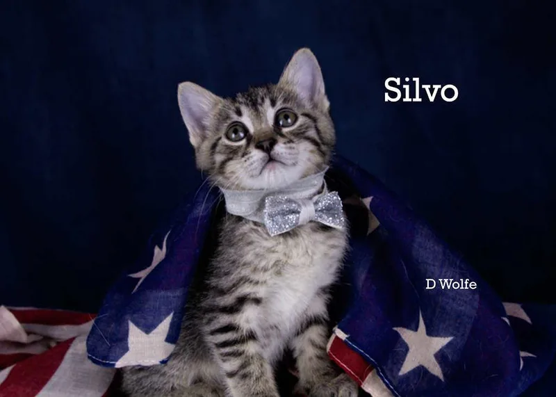 Silvo thumbnail 4