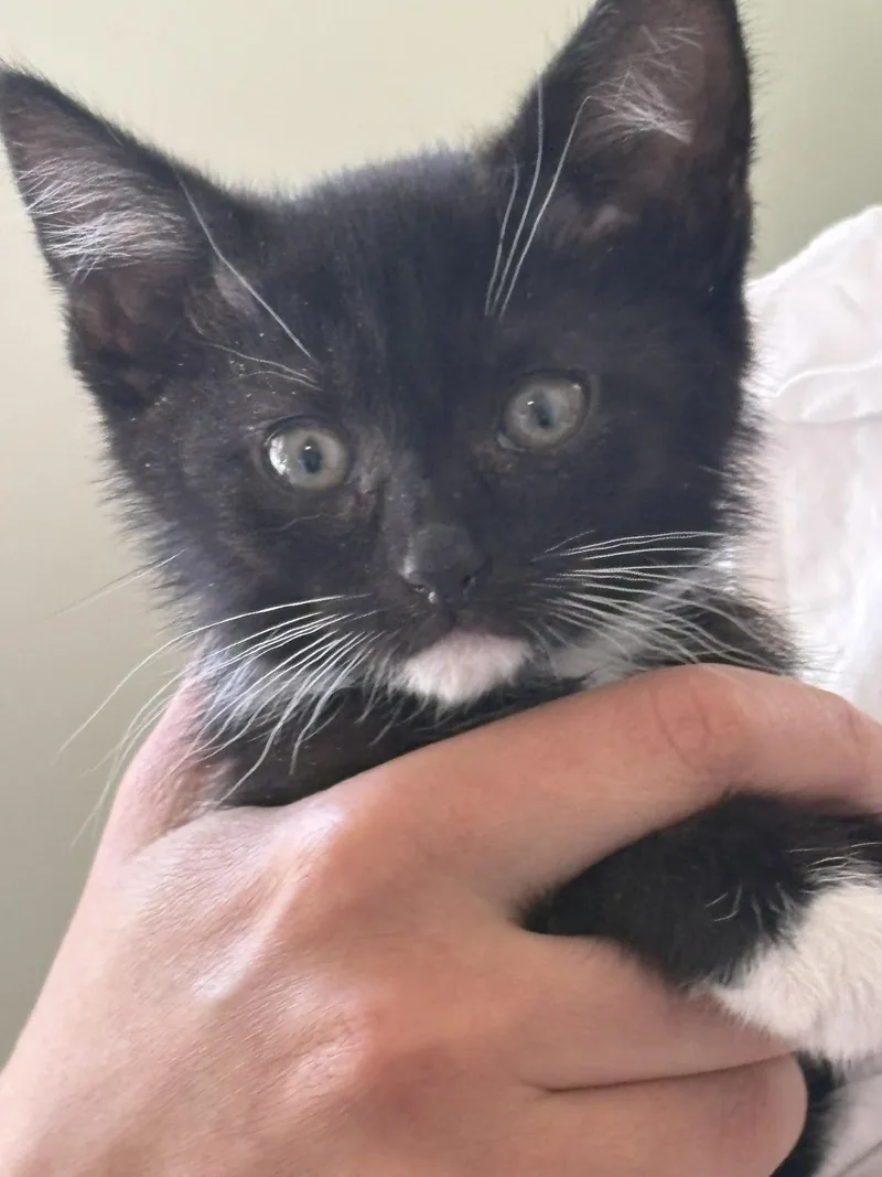 A baby small-sized female Domestic Short Hair cat named Sweetie Pie for adoption in Davidson, NC
