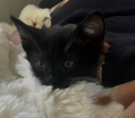 Sweetie Pie thumbnail 2