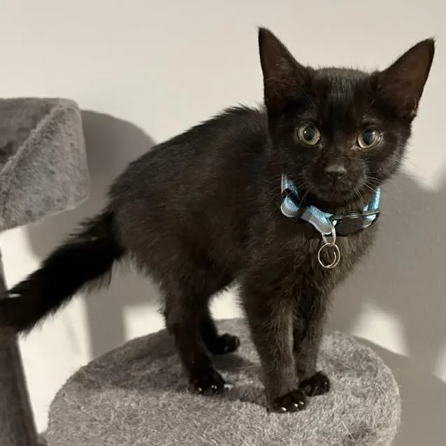 A baby small-sized female Black Domestic Short Hair cat named Ash C for adoption in Minnetonka, MN