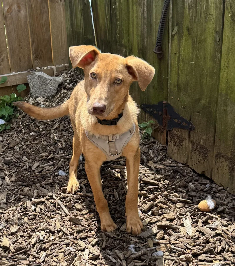 A baby medium-sized male German Shepherd Dog dog named Saylor for adoption in Ellicott City, MD