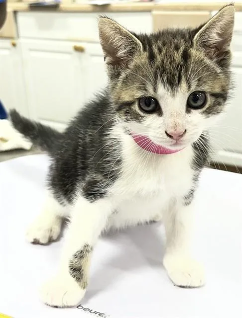 A baby small-sized female Domestic Short Hair cat named Adira for adoption in Upper Marlboro, MD