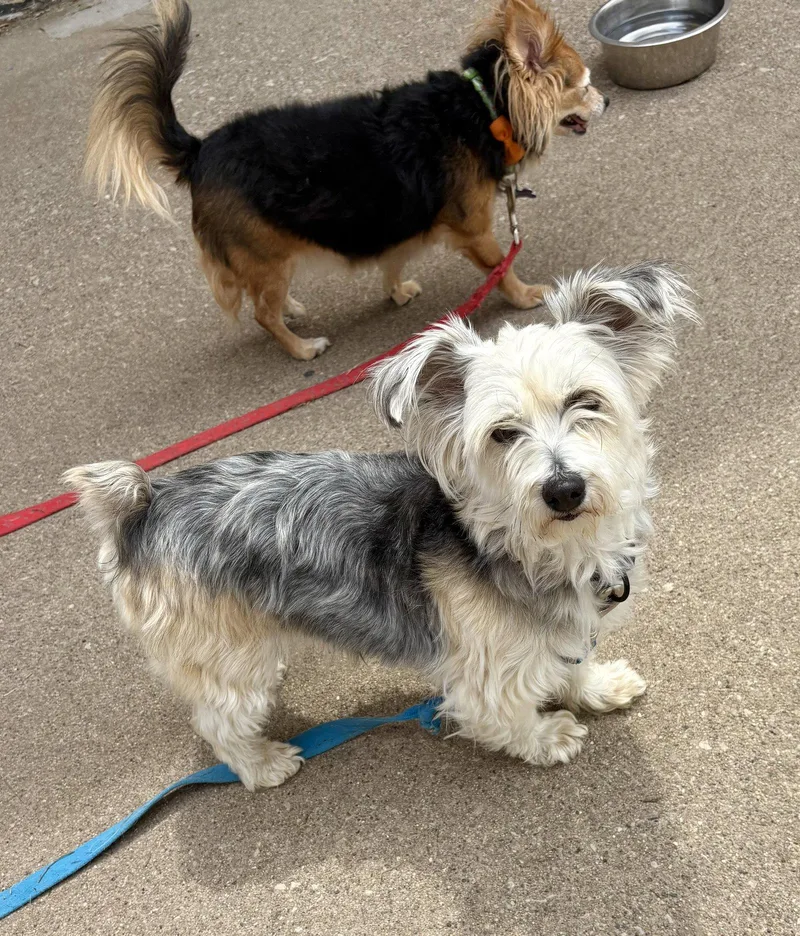 An adult medium-sized female Yorkshire Terrier dog named Mulberry Ca for adoption in Hillside, IL