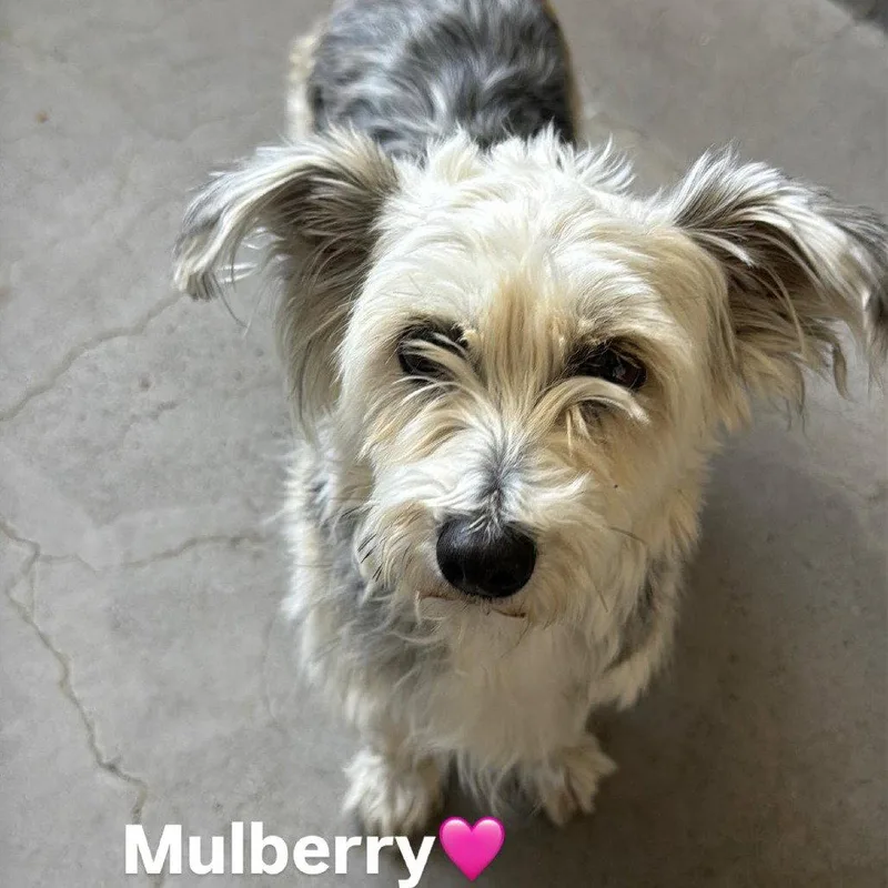 Mulberry Ca thumbnail 2