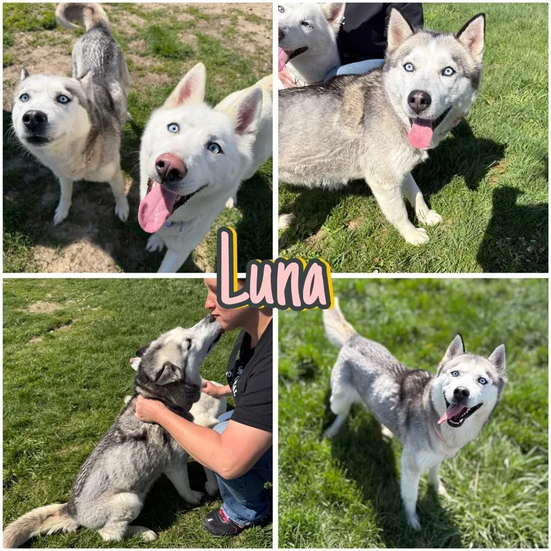 Luna thumbnail 4