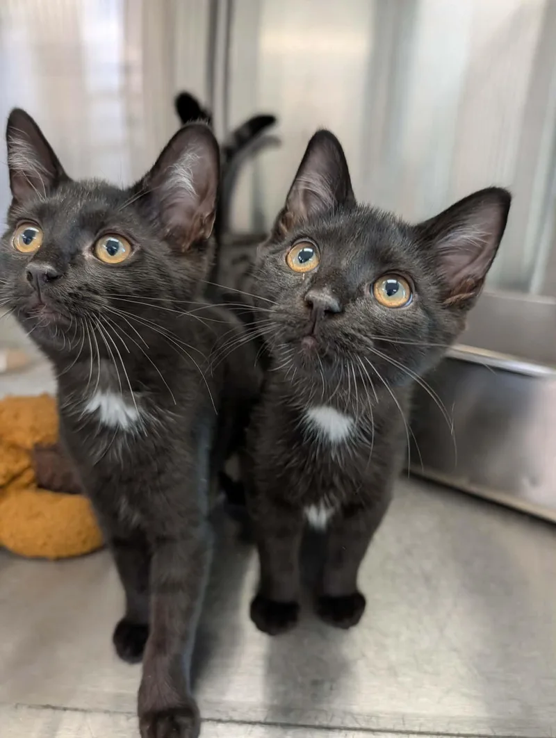 A baby medium-sized male Black Domestic Short Hair cat named Sandstone for adoption in Chambersburg, PA