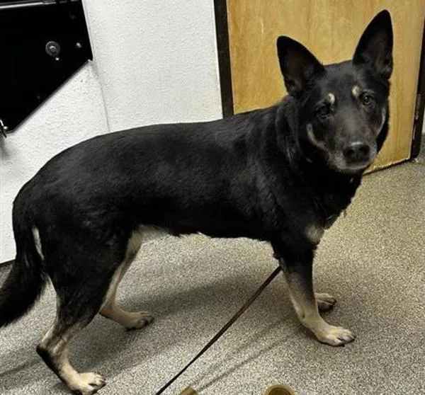 An adult medium-sized female German Shepherd Dog dog named Cici for adoption in Escondido, CA