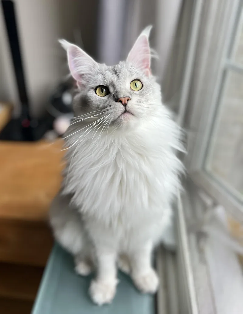 A young medium-sized female Maine Coon cat named Ossa for adoption in valparaiso, IN