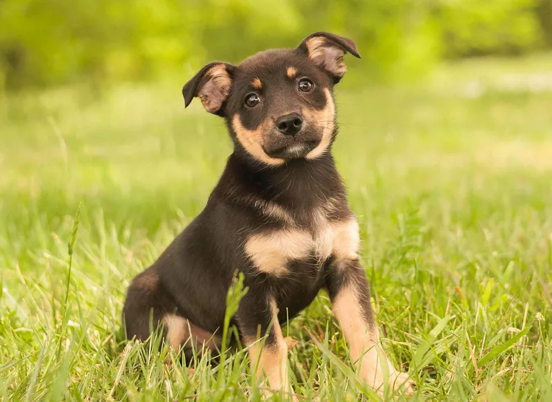 A baby small-sized female Tricolor (Brown, Black, & White) Dachshund dog named Greta for adoption in Gradyville, KY