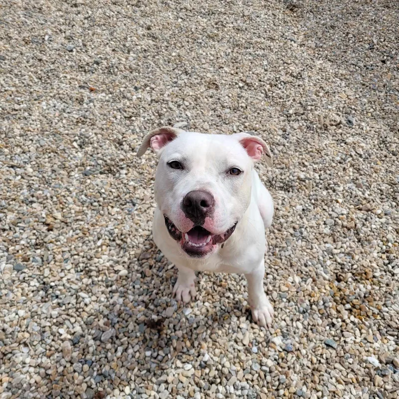 An adult medium-sized female White / Cream American Staffordshire Terrier dog named Taylor for adoption in Middlebury, CT