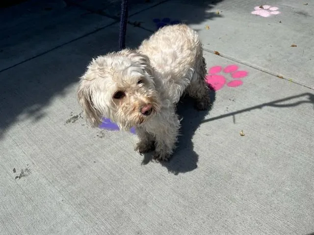 An adult medium-sized female Maltese dog named Layla for adoption in Baldwin Park, CA