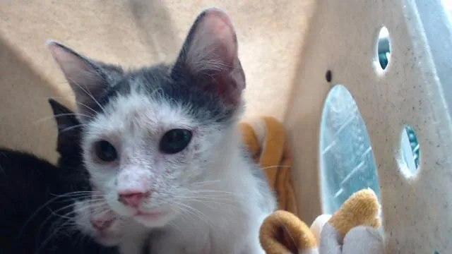 A baby medium-sized female Domestic Short Hair cat named Corn for adoption in Downey, CA